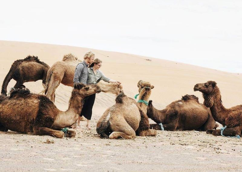 A couple in the desert of Morocco with the camels A woman and a man enjoying their time in the desert with the camels