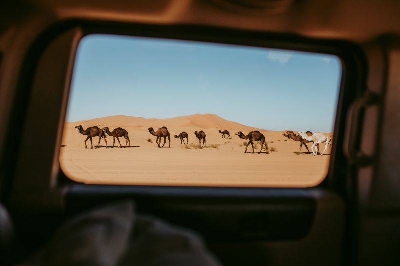 View of camels in the Erg Chebbi desert in Merzouga through a 4x4 car trip.